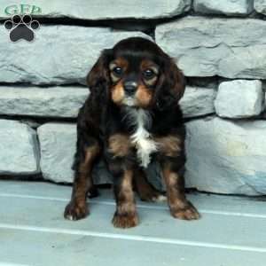 Beauty, Cavapoo Puppy