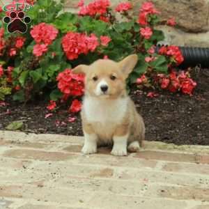 Beauty, Pembroke Welsh Corgi Puppy