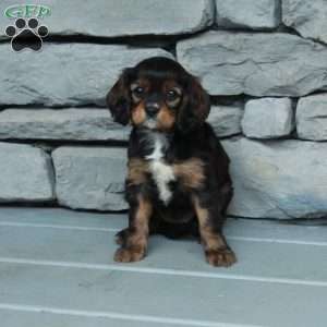 Beauty, Cavapoo Puppy
