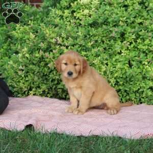 Beauty, Golden Retriever Puppy
