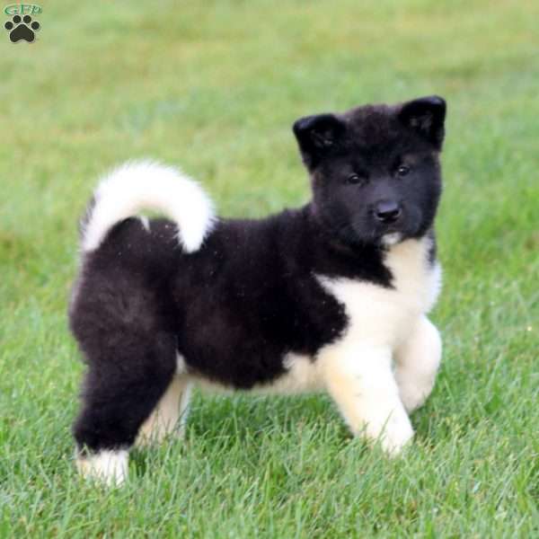 Beauty, Akita Puppy