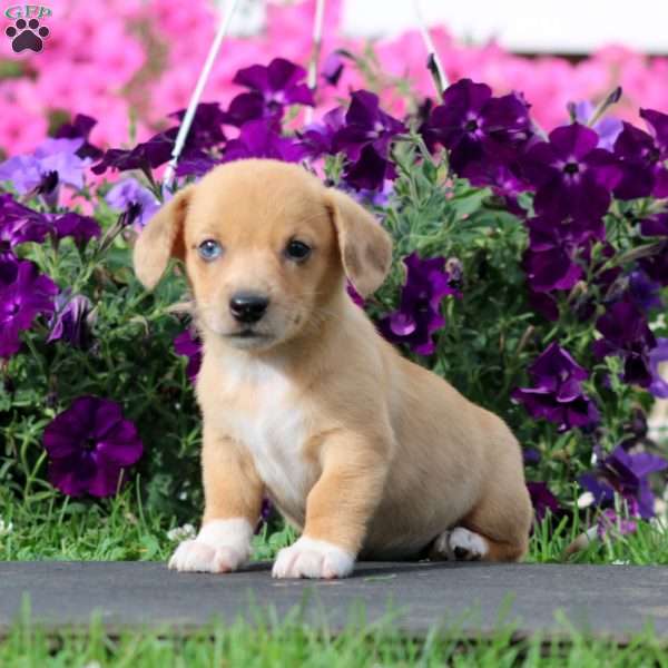 Beauty, Dachshund Mix Puppy