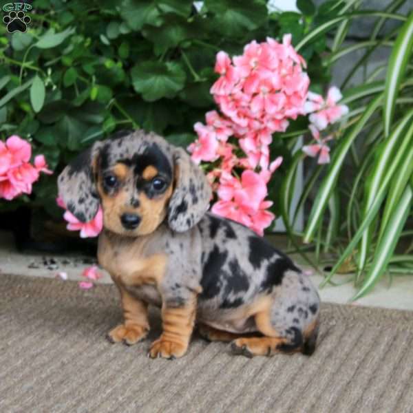 Beauty, Dachshund Puppy