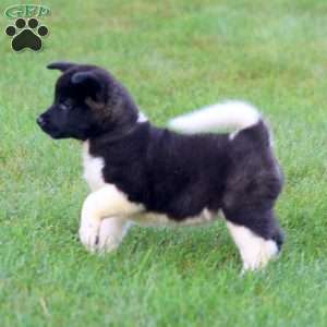 Beauty, Akita Puppy