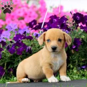 Beauty, Dachshund Mix Puppy