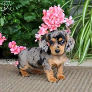Beauty, Dachshund Puppy