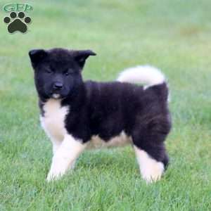 Beauty, Akita Puppy