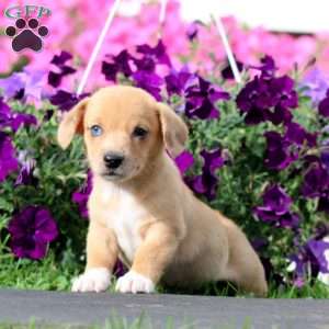 Beauty, Dachshund Mix Puppy