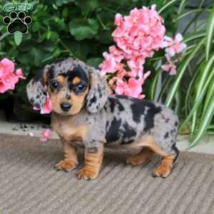 Beauty, Dachshund Puppy