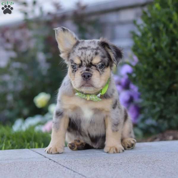 Beckett, French Bulldog Puppy