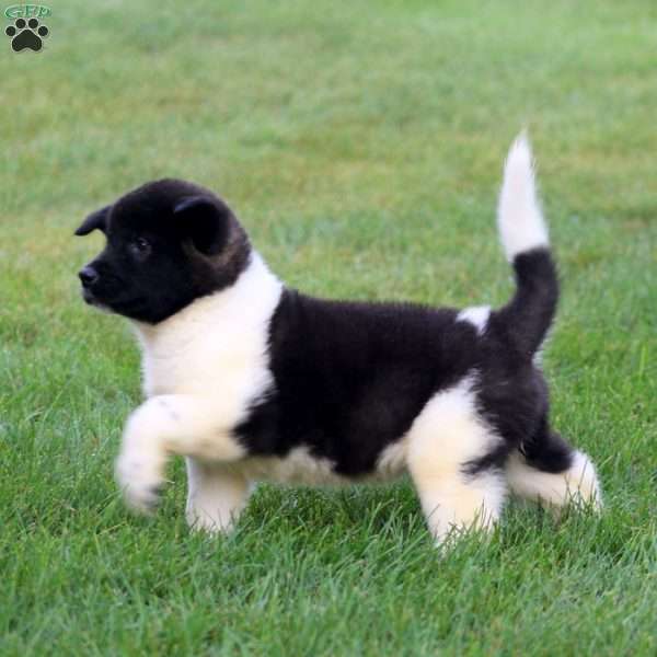 Becky, Akita Puppy