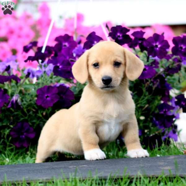 Becky, Dachshund Mix Puppy