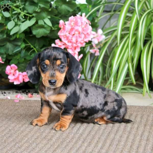 Becky, Dachshund Puppy