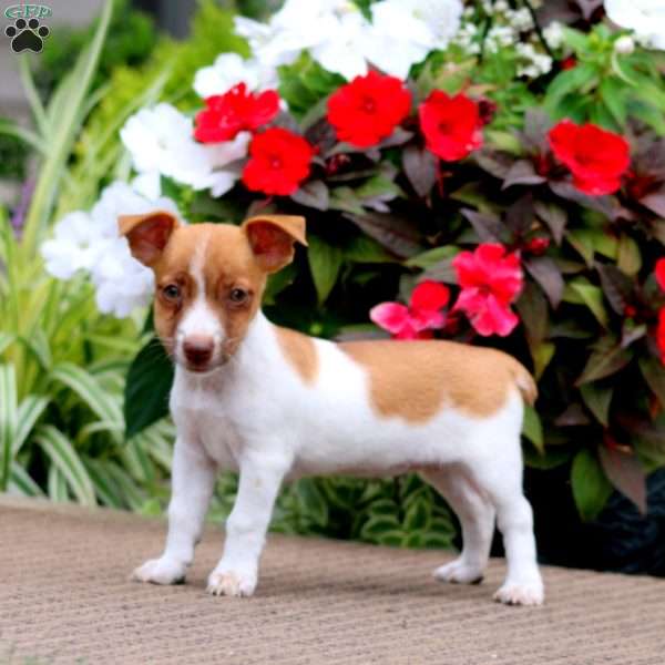 Becky, Jack Russell Terrier Puppy