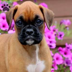 Becky, Boxer Puppy
