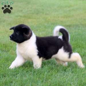 Becky, Akita Puppy