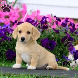 Becky, Dachshund Mix Puppy