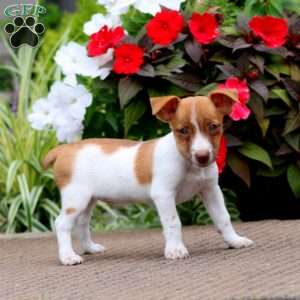 Becky, Jack Russell Terrier Puppy