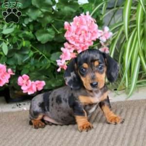 Becky, Dachshund Puppy