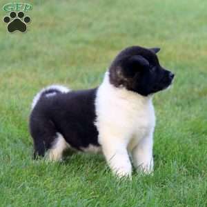 Becky, Akita Puppy