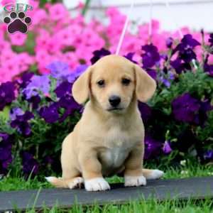 Becky, Dachshund Mix Puppy