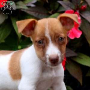 Becky, Jack Russell Terrier Puppy