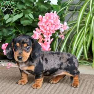 Becky, Dachshund Puppy
