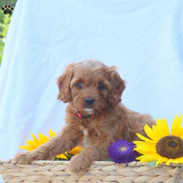 Bella, Cavapoo Puppy