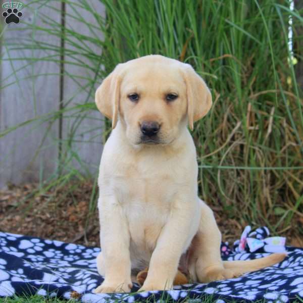 Bella, Yellow Labrador Retriever Puppy