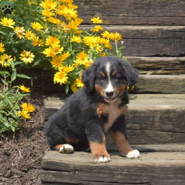 Bella, Bernese Mountain Dog Puppy