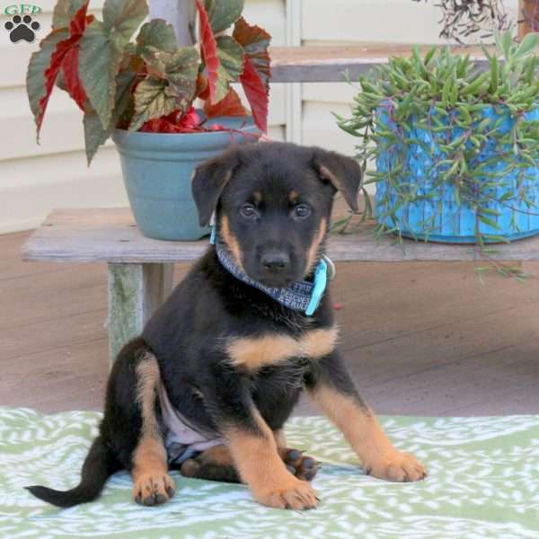 Bella, German Shepherd Puppy
