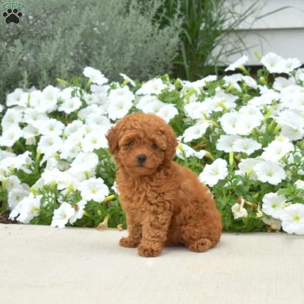 Bella, Toy Poodle Puppy