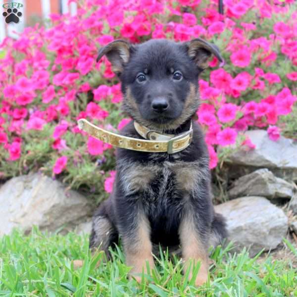 Bella, German Shepherd Puppy