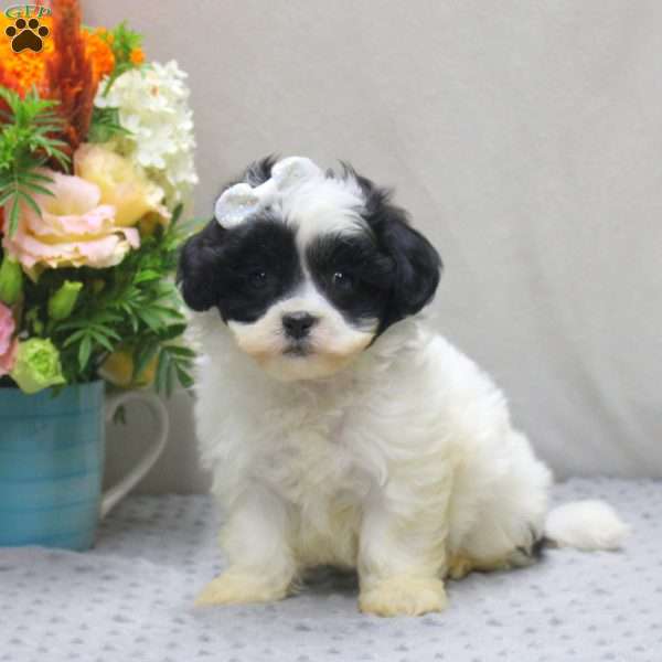Bella, Teddy Bear Puppy