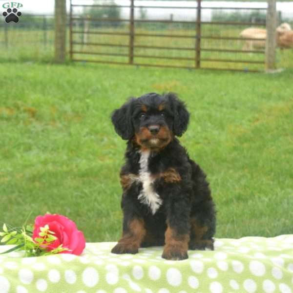 Bella, Mini Bernedoodle Puppy