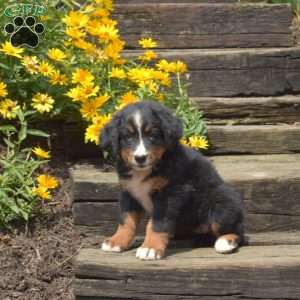 Bella, Bernese Mountain Dog Puppy