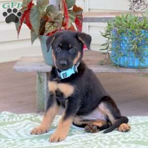 Bella, German Shepherd Puppy