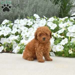 Bella, Toy Poodle Puppy