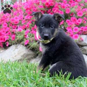 Bella, German Shepherd Puppy