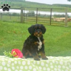 Bella, Mini Bernedoodle Puppy