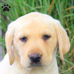 Bella, Yellow Labrador Retriever Puppy