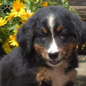 Bella, Bernese Mountain Dog Puppy