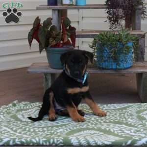 Bella, German Shepherd Puppy