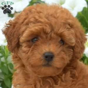 Bella, Toy Poodle Puppy