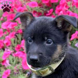 Bella, German Shepherd Puppy