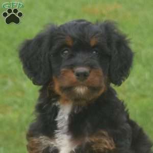 Bella, Mini Bernedoodle Puppy