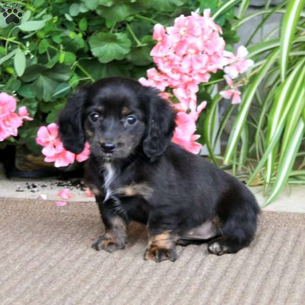 Bella, Dachshund Puppy