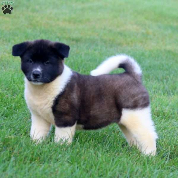 Bella, Akita Puppy