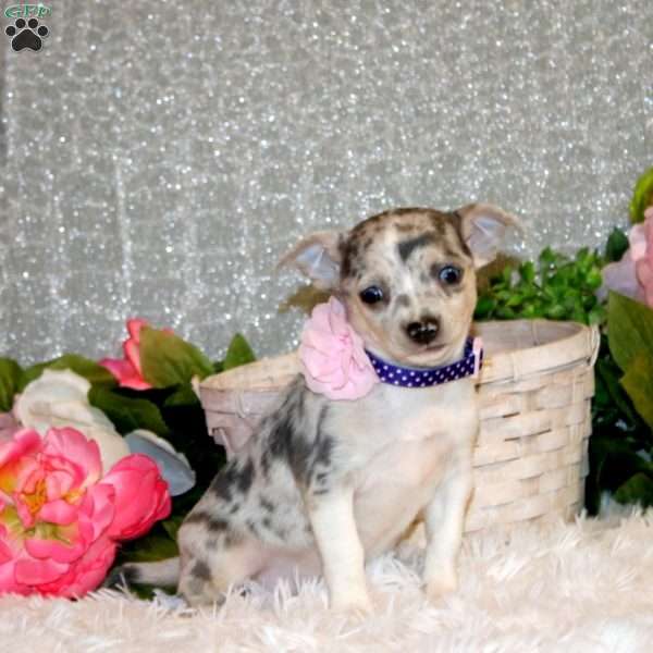 Bella, Chihuahua Puppy