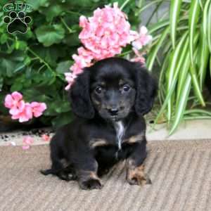 Bella, Dachshund Puppy
